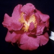 Irene Coker Red